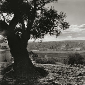 Olive Tree